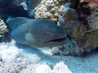 Moray eel in the coral reef during a dive in Bali