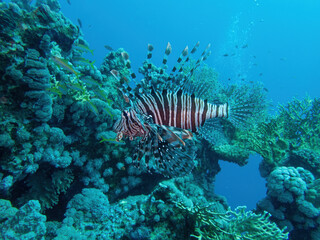 Pacific lionfish in the coral reef during a dive in Bali