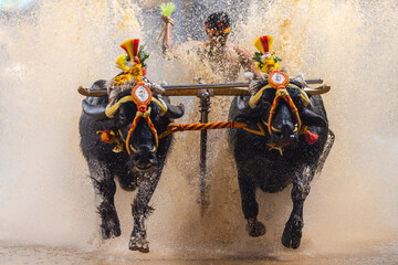 Mangalore, Karnataka - December 30th 2023 - Photo of Kambala or Buffalo race, Traditional cultural...