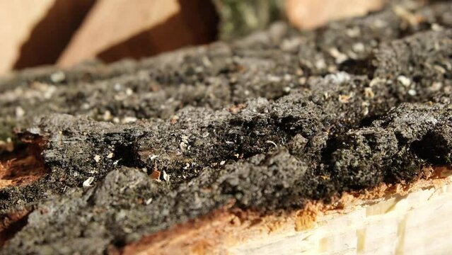 Extreme close up of oak tree bark on piece of wood after log or stump has been cut and split into firewood.