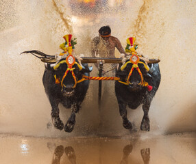 Mangalore, Karnataka - December 30th 2023 - Photo of Kambala or Buffalo race, Traditional cultural...