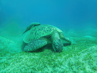 Water turtle in the coral reef during a dive in Bali