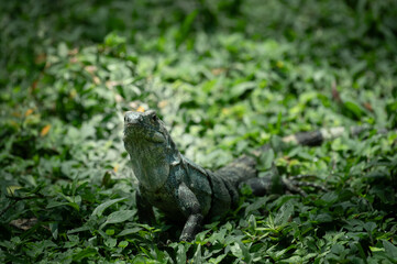 Portrait of a spiny-tailed Iguana, Costa Rica