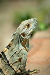 Portrait of a spiny-tailed iguana (Ctenosaura similis), Costa Rica