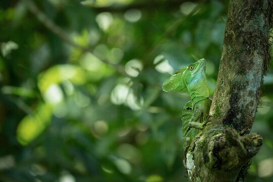 Portrait of a Green Basilisc (Basilicus plumifrons) in a tree, Costa Rica