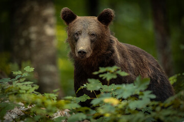 OURS DE SLOVENIE