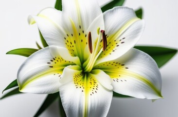 One white lily flower on white monochrome background. Copy space, place for text, empty space. View from above.