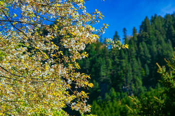 Jiuzhaigou Valley, Aba Qiang and Tibetan Autonomous Prefecture, Sichuan Province - beautiful lakes and mountains under the blue sky