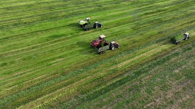 Forage harvester on grass cutting for silage in field. Cutting grass silage at field. Self-propelled Harvester on Hay making for cattle at farm. Tractor with trailer transport of hay grass silage.