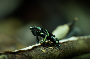 Close up of a black poison frog (Dendrobates auratus), Costa Rica