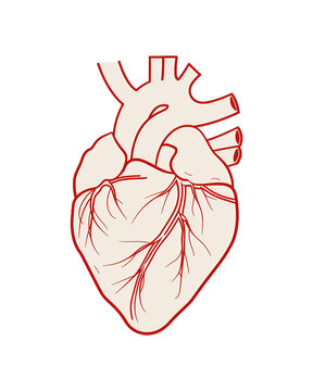 Human heart isolated on transparent background.