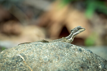 A common basilisk (Jesus lizard) (Basiliscus basiliscus) chilling on a stone, Costa Rica