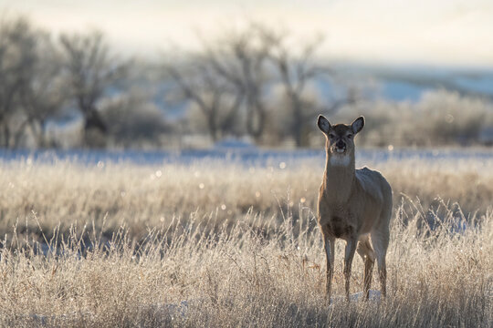 Portrait of a mule deer (Odocoileus hemionus) standing on a snowy field at sunrise; Val Marie, Saskatchewan, Canada