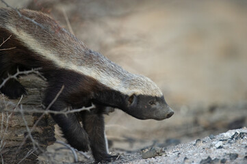 Obraz premium Honey Badger (Mellivora capensis) Kgalagadi Transfrontier Park, South Africa