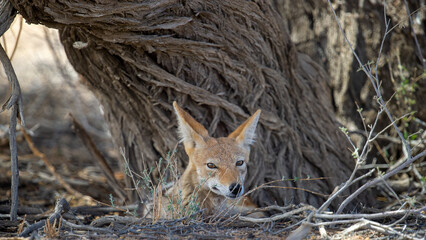 Black-backed jackal (Canis mesomelas) Kgalagadi Transfrontier Park, South Africa