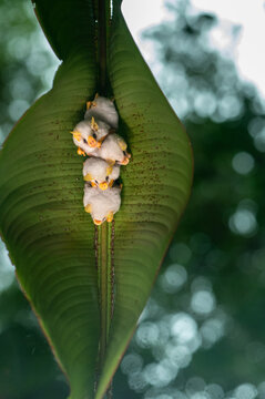 Cute white bats, Costa Rica