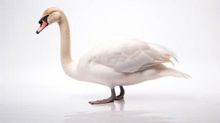 Majestic White Swan on a Pure Background Generative AI