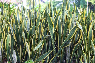 Sansevieria trifasciata (Dracaena trifasciata) is also known as sansevieria, snake plant,...