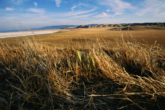 Rare native plants and foreign crops compete for limited resources on the Carrizo Plain of California; USA; California, United States of America