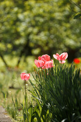 Blooming pink tulips in the sun's rays in the park on a blurred green background