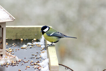 Great tit (Parus major) at feeder in cloudy winter day, close up