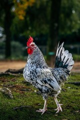 Beautiful cockerel with a white mane walks with his chickens in the garden. chickens on traditional free range poultry