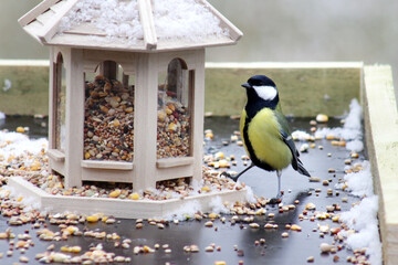 Great tit (Parus major) at feeder in cloudy winter day, close up