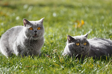 A pair of domestic British cats on a walk in the park. Walking pets outdoors.