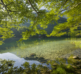 Buche am Ufer, Hinterer Langbathsee, Höllengebirge, Salzkammergut, Oberösterreich, Österreich