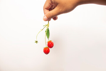 woman's hand picking up fresh red strawberries in isolation on white background