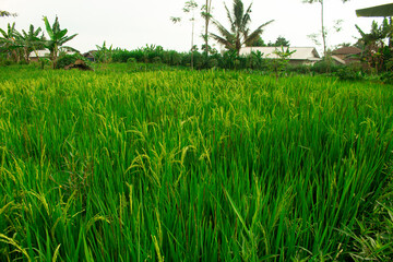 photo of green rice fields, natural background