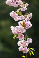 Branches of blooming sakura are strewn with double pink flowers, spring floral background.