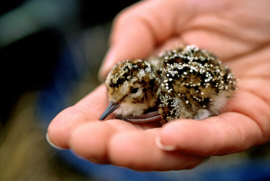 Dunlin sandpiper chick (Calidris alpina) in a man's hand; North Slope, Alaska, United States of America