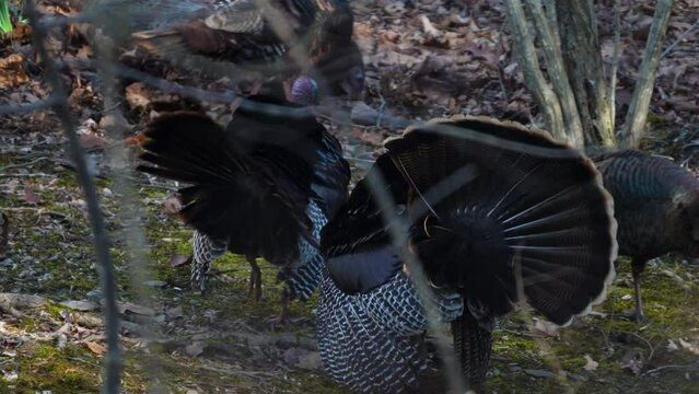 A wild gobbler turkey with hens in a forest.