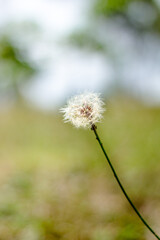 dandelion flower frame