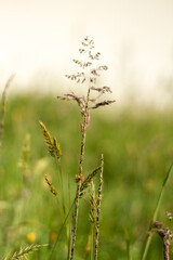 grass leaf macro