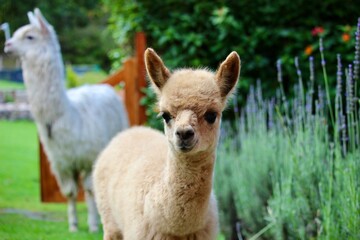 "Discover the tranquil allure of Peru with this captivating photo capturing the grace and charm of an alpaca. Perfect for adding a touch of Andean beauty to any setting."