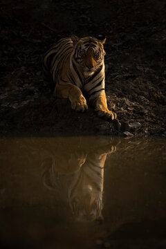 Portrait of Bengal tiger (Panthera tigris tigris) lying beside waterhole, watching camera; Madhya Pradesh, India