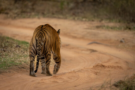 View taken from behind of a Bengal tiger (Panthera tigris tigris) walks away down sandy track; Madhya Pradesh, India