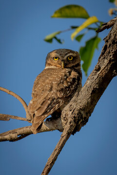 Close-up portrait of a spotted owlet (Athene brama) perched on a tree branch against the blue sky, eyes the camera; Madhya Pradesh, India