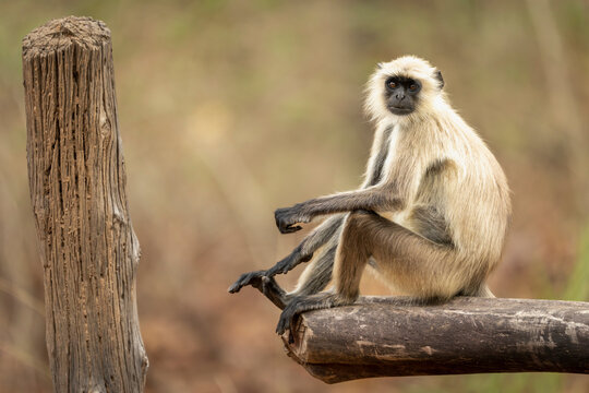 Northern plains gray langur (Semnopithecus entellus) sitting on a gate in Bandhavgarh National Park; Madhya Pradesh, India