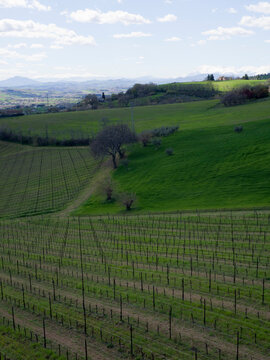 Scenic view of a vineyard and green hills with snow-capped mountains in the background; Monte Urano, Marche, Italy