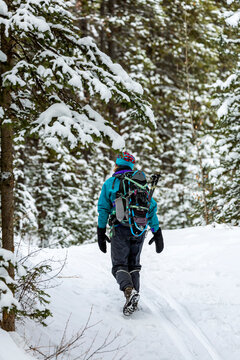View taken from behind of a female hiking along a snow covered trail within a forest of snow covered evergreen trees; Lake Louise, Alberta, Canada