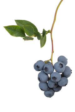 ripe blueberries