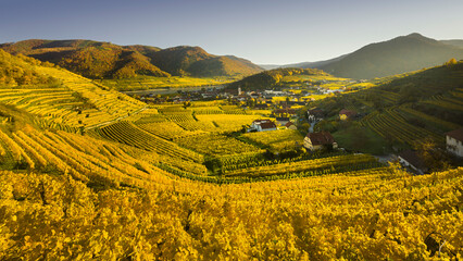 Rotes Mäuerl, Weinberge bei Spitz an der Donau, Wachau, Niederösterreich, Österreich