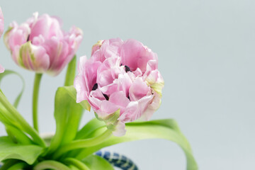 Pink tulips on light background.