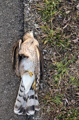 dead cooper's hawk lying on the side of the road next to a patch of grass (road killed cooper bird raptor) bird strike, pollution