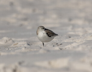 Sanderling standing on 1 foot on the beach