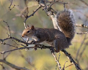 Obraz premium squirrel on a branch