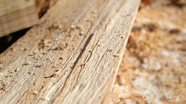 Extreme close up of split oak log wood fibers or grains exposed after cutting and preparing firewood.